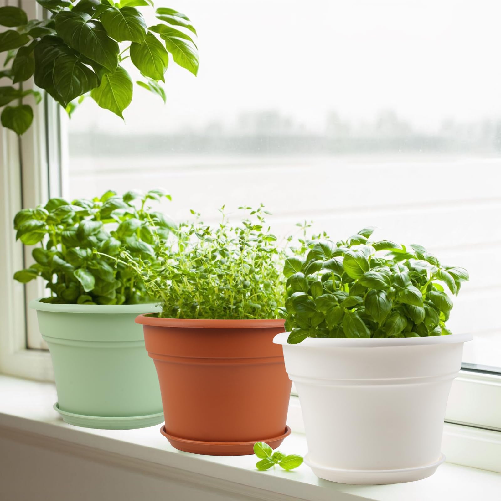 Pottiffe 6 inch plant pot with saucer