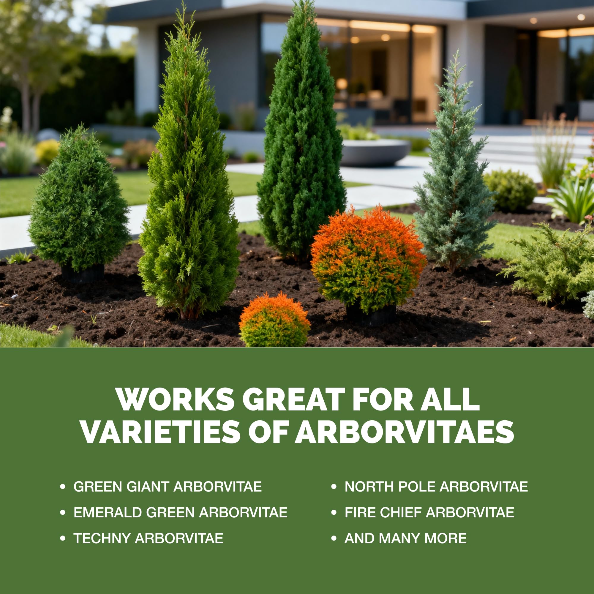 Pouring TPS NUTRIENTS Arborvitae Tree Fertilizer into a watering can