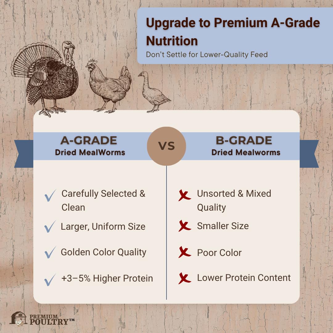 Premium Poultry Mealworms being fed to chickens