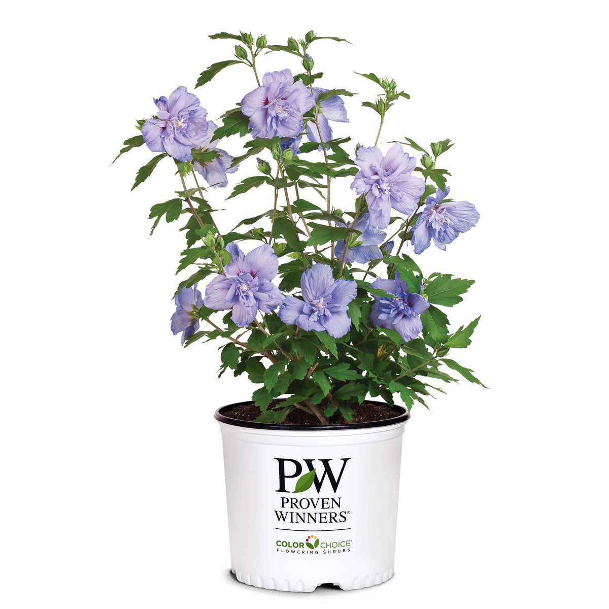 Proven Winner Blue Chiffon Rose of Sharon shrub in bloom