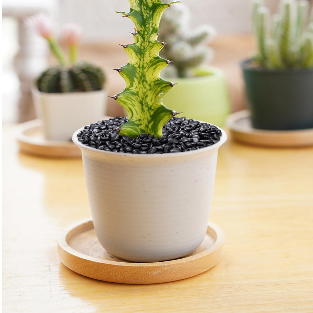 Pulovin Black Pebbles used as vase fillers