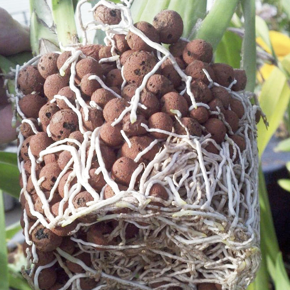 Pulovin clay pebbles 10 lbs weight on a scale