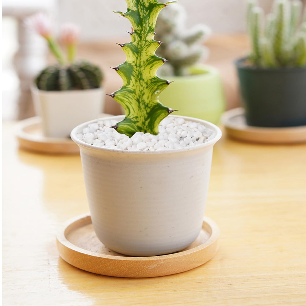 Pulovin gravel in a succulent arrangement