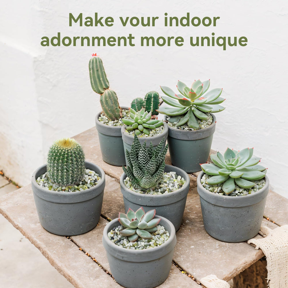 Pulovin Jade Pebbles with vibrant indoor plants