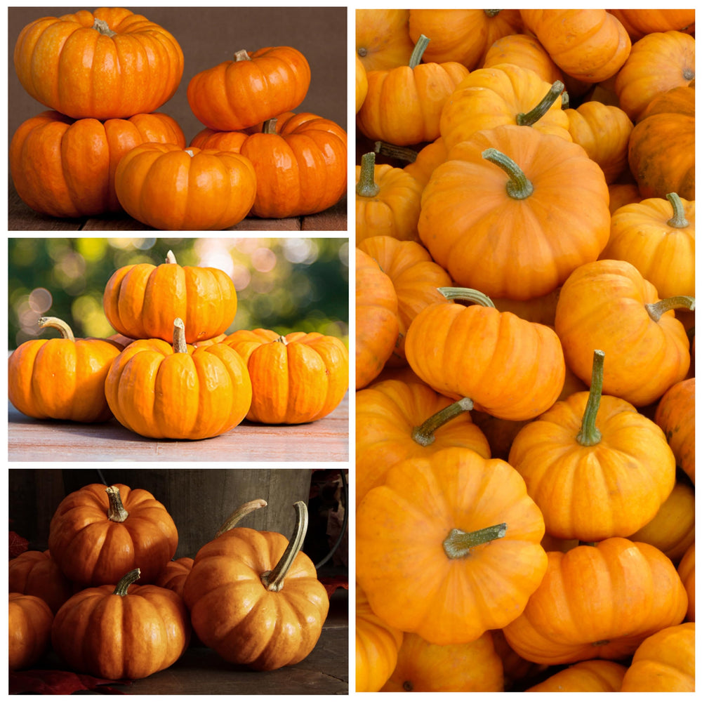Pumpkin seeds on a wooden table with gardening tools