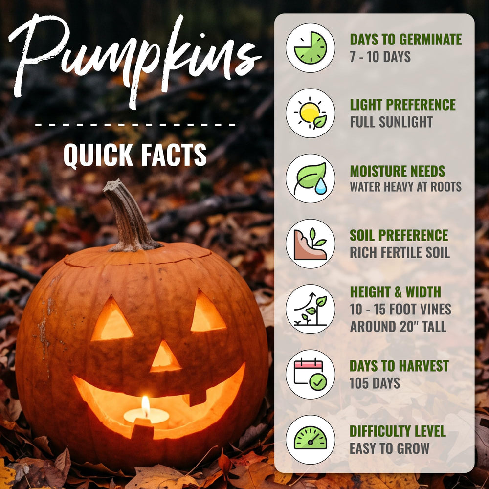 Pumpkins growing in a garden from Seed Needs seeds