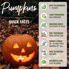 Pumpkins growing in a garden from Seed Needs seeds