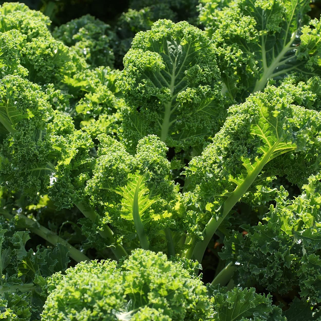 Purely Organic Kale Seeds packet back view with planting instructions