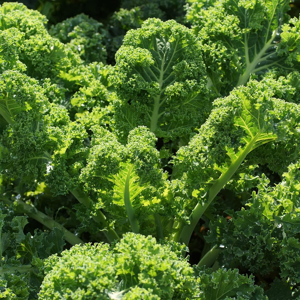 Purely Organic Kale Seeds packet back view with planting instructions