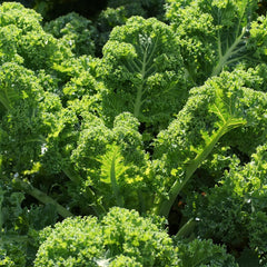 Purely Organic Kale Seeds packet back view with planting instructions