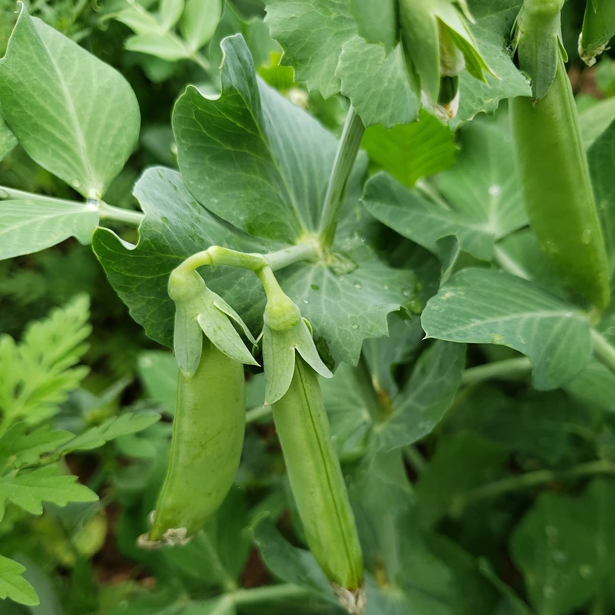 Purely Organic Sugar Daddy Snap Peas in a garden setting