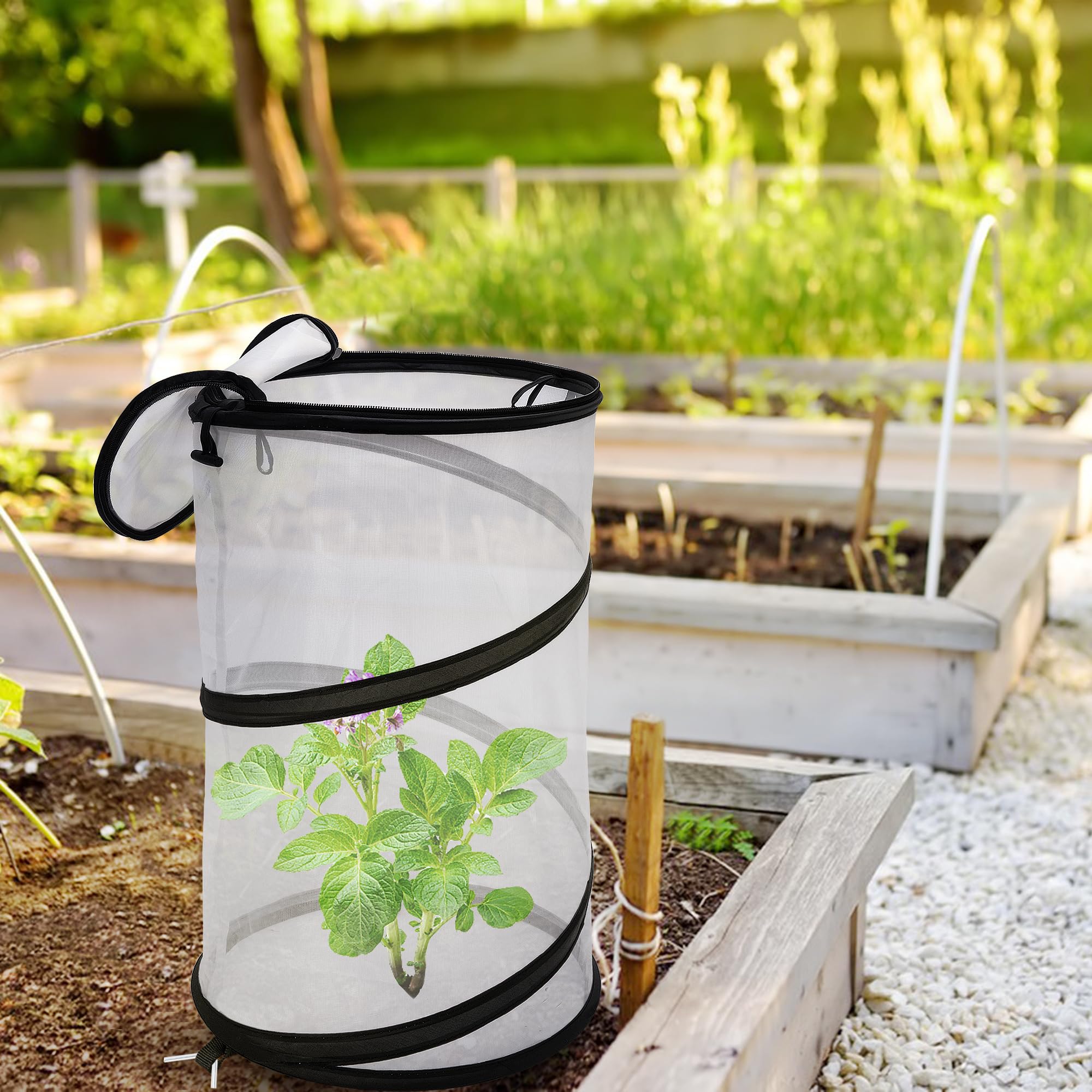 PURPLE STAR 1N plant cover protecting tomato plants outdoors