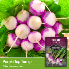 Purple Top Turnips growing in a garden bed