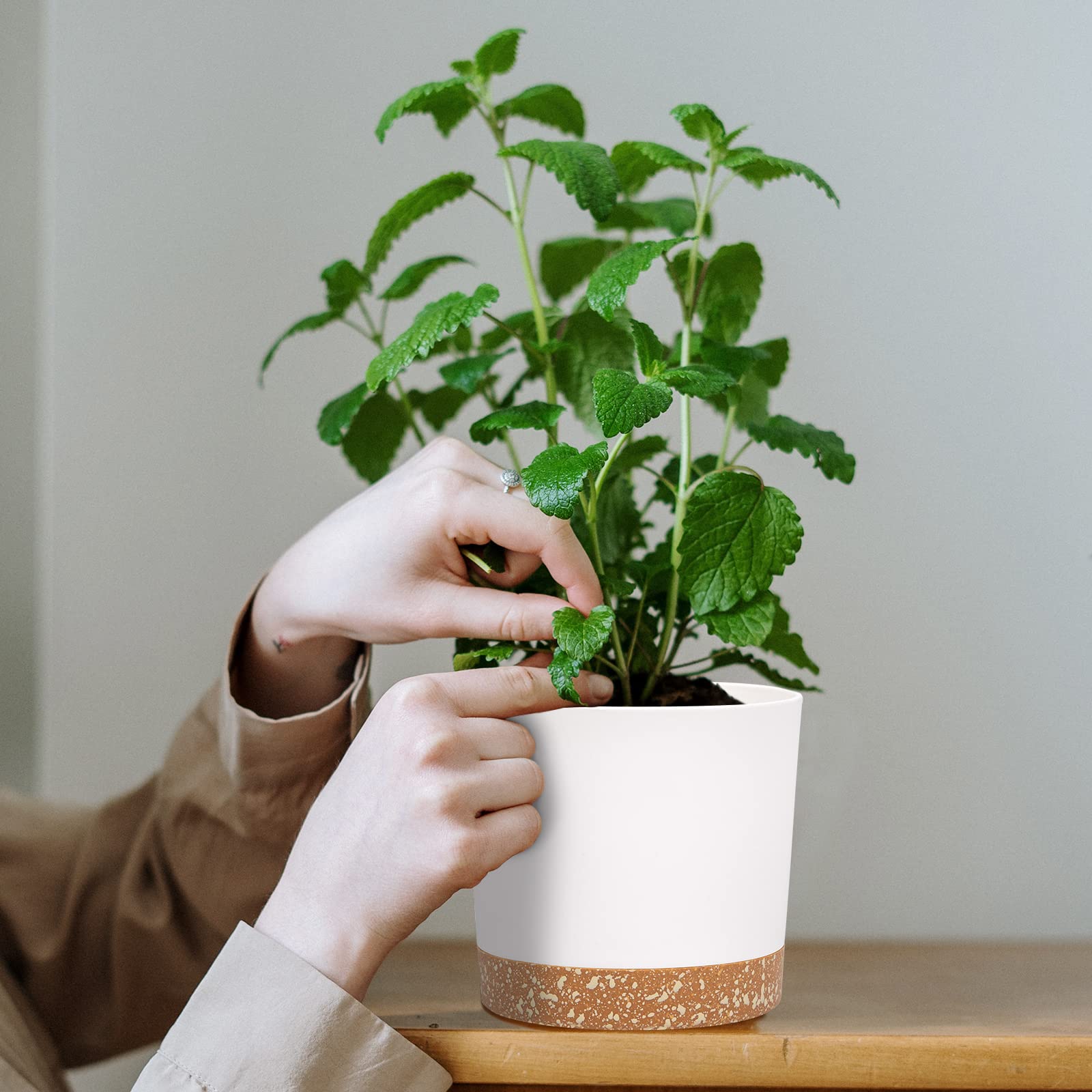 QCQHDU 5 inch plant pot on a kitchen windowsill