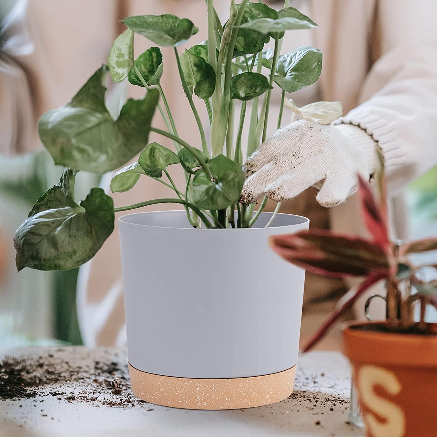 QCQHDU 8-inch plant pot with drainage holes and tray