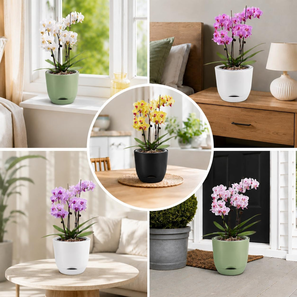 QCQHDU Orchid Pot dimensions 5.7 inches overview