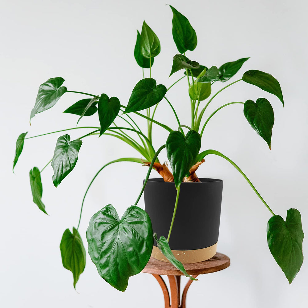 QCQHDU plant pots arranged on a table