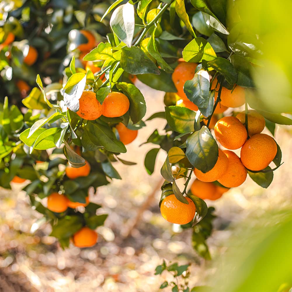 QEVJEKR Dwarf Bonsai Fruit Seeds assortment overview