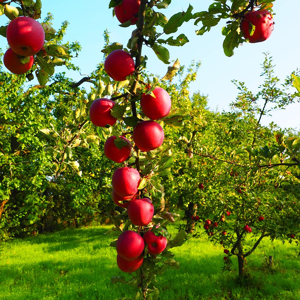 QEVJEKR Dwarf Bonsai Fruit Seeds packaging details