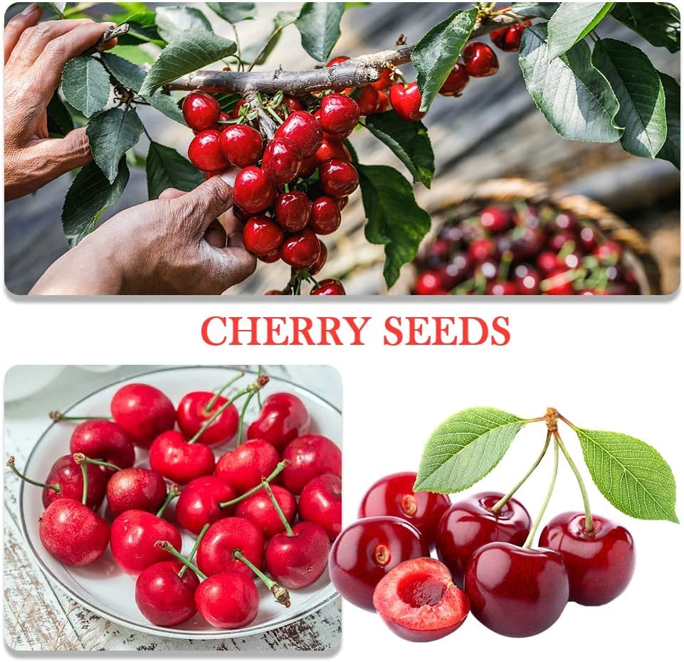 QEVJEKR Dwarf Bonsai Lemon Tree Seeds pack