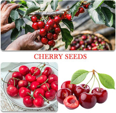 QEVJEKR Dwarf Bonsai Lemon Tree Seeds pack