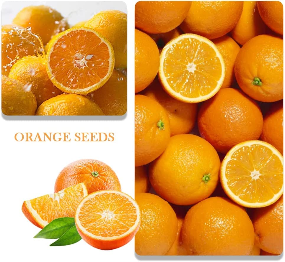 QEVJEKR Dwarf Bonsai Orange Tree Seeds pack