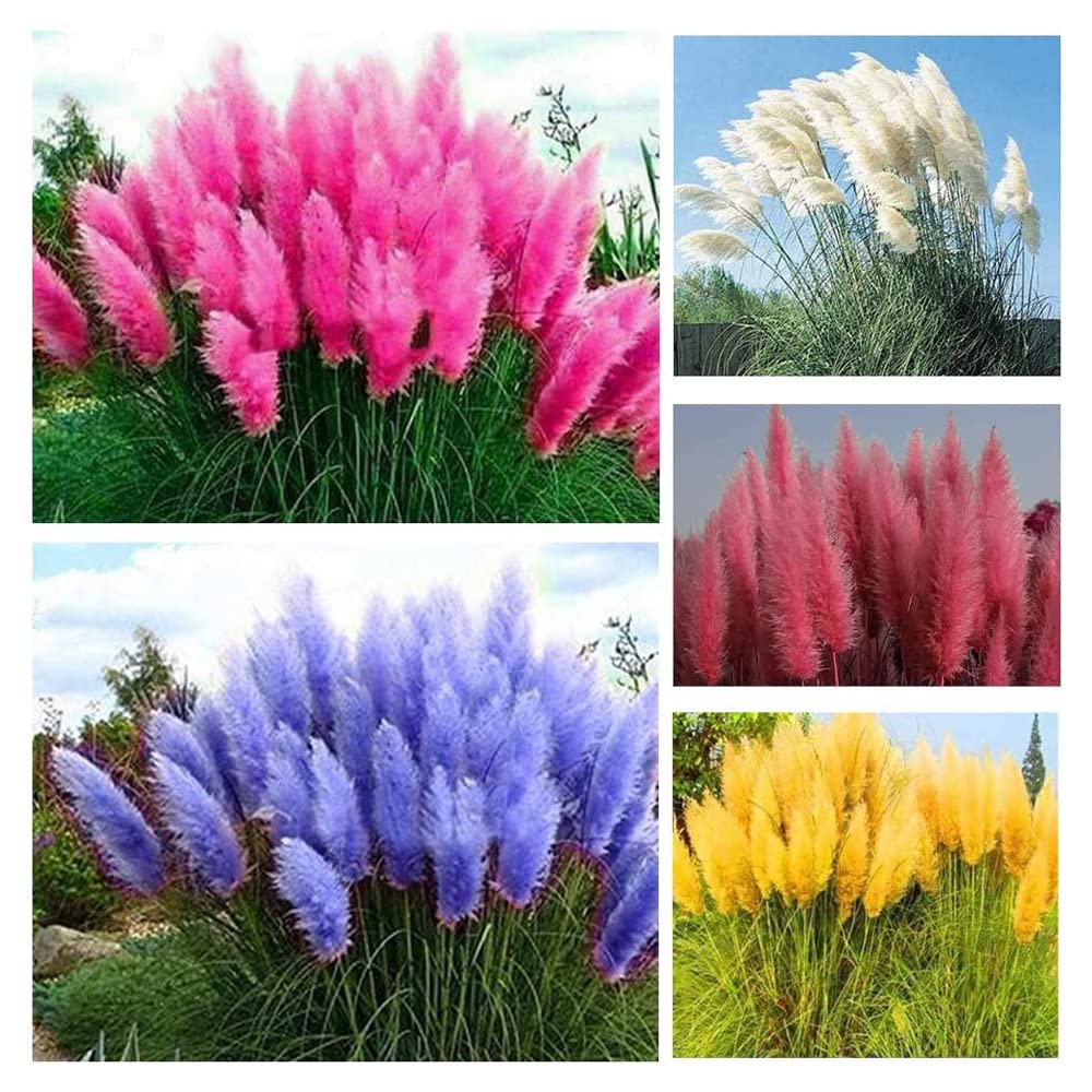 QEVJEKR Pampas Grass Seeds Mix package front view