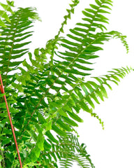 Queen Fern Plant displayed in home interior setting