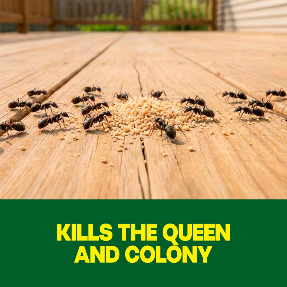 Raid Outdoor Liquid Ant Bait stations close-up