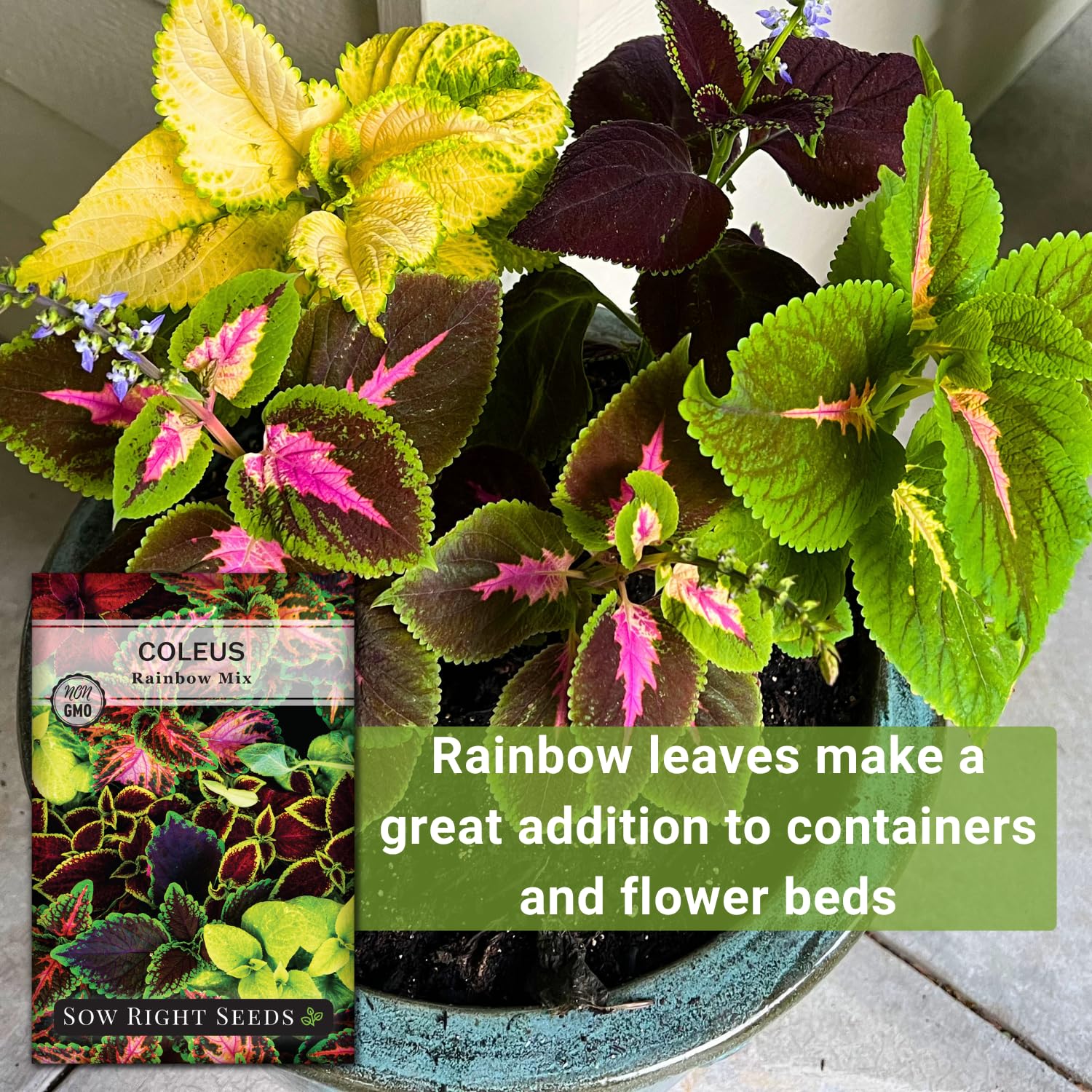 Rainbow Coleus leaves with unique patterns