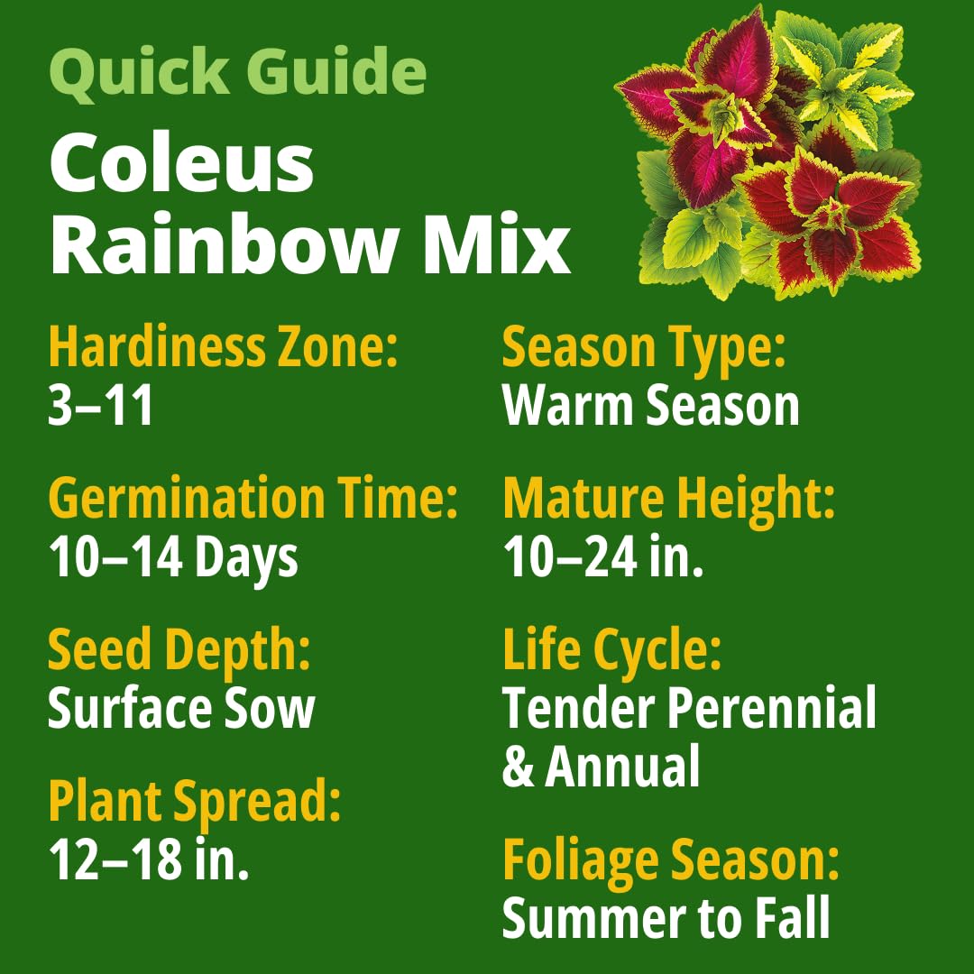 Rainbow Coleus seedlings growing in a garden bed
