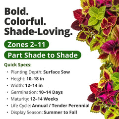 Rainbow Mix Coleus plants in a garden bed with rich foliage