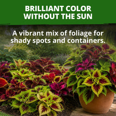 Rainbow Mix Coleus plants in hanging baskets outdoors