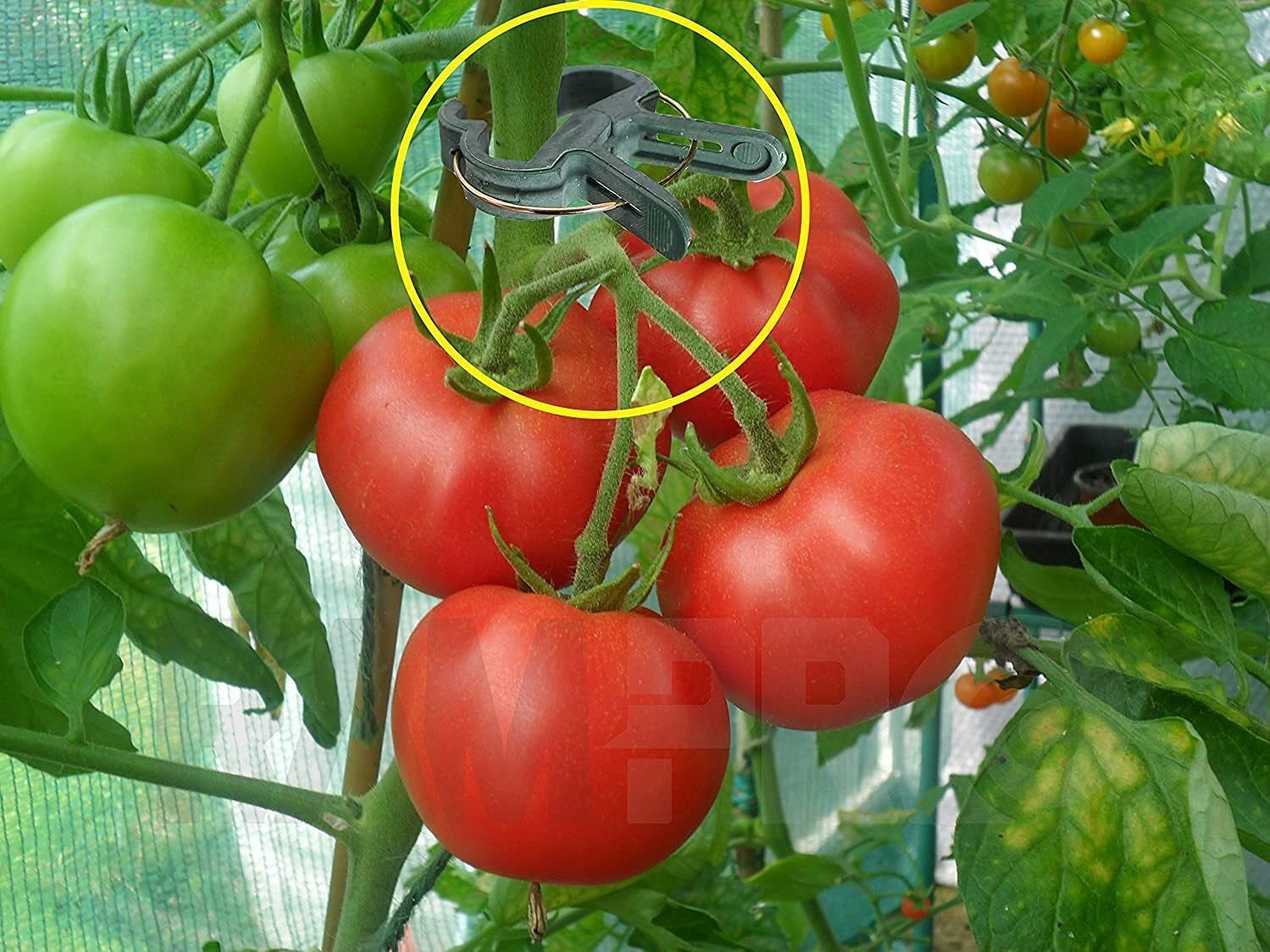 RamPro Plant Clips attached to tomato plants for support