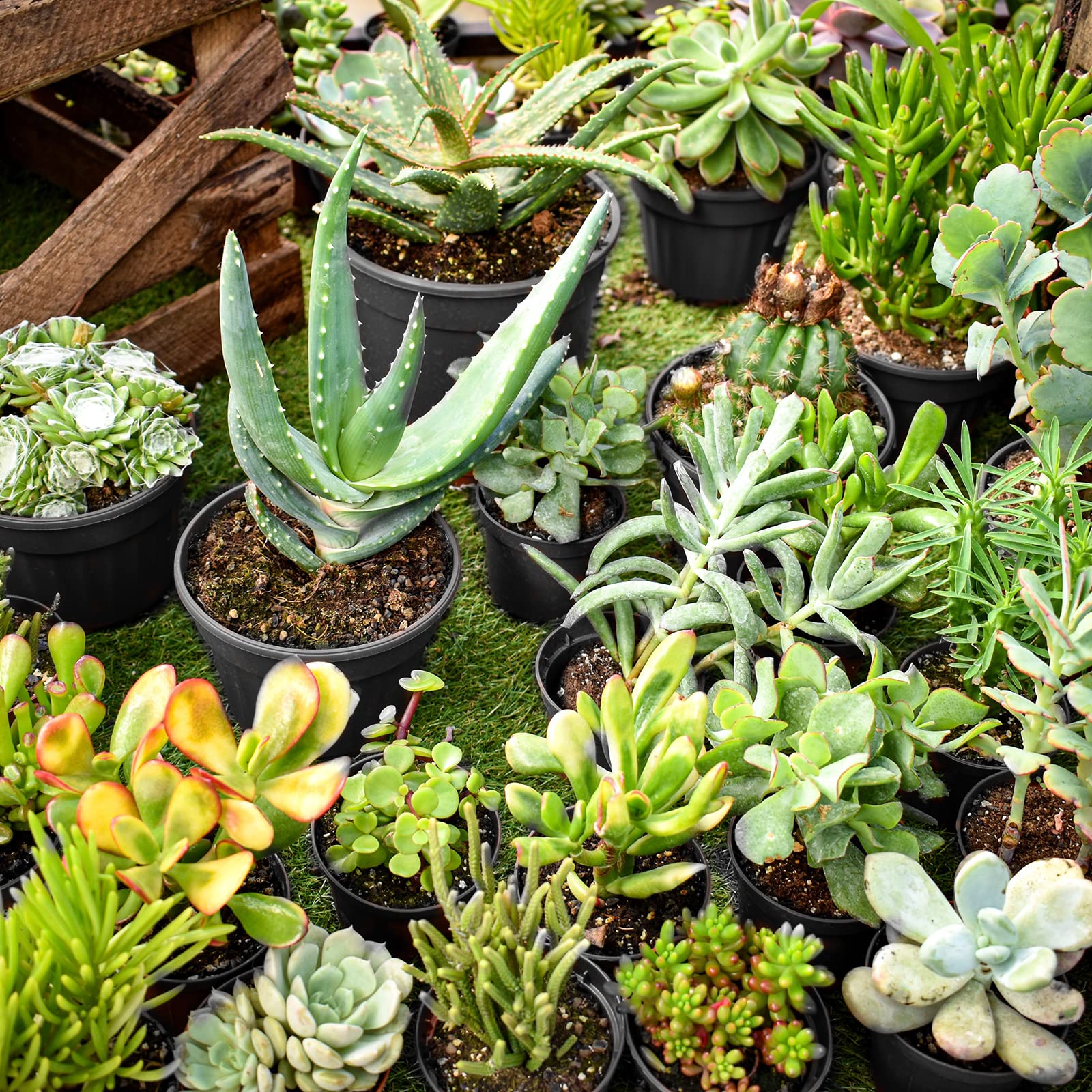 RAOOKIF nursery pots showing smooth plastic surface