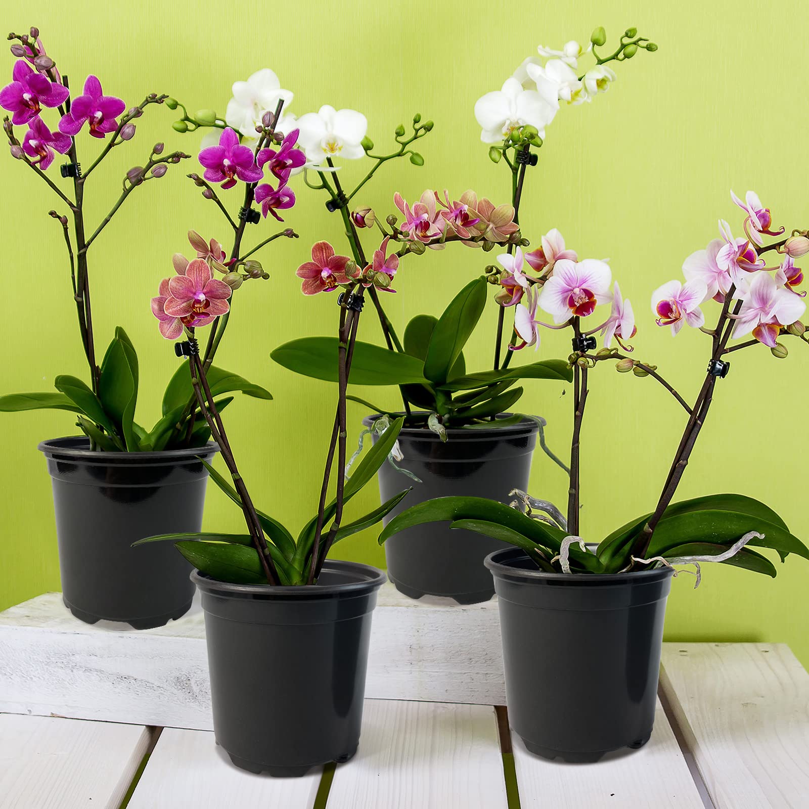 RAOOKIF nursery pots with clear surface finish