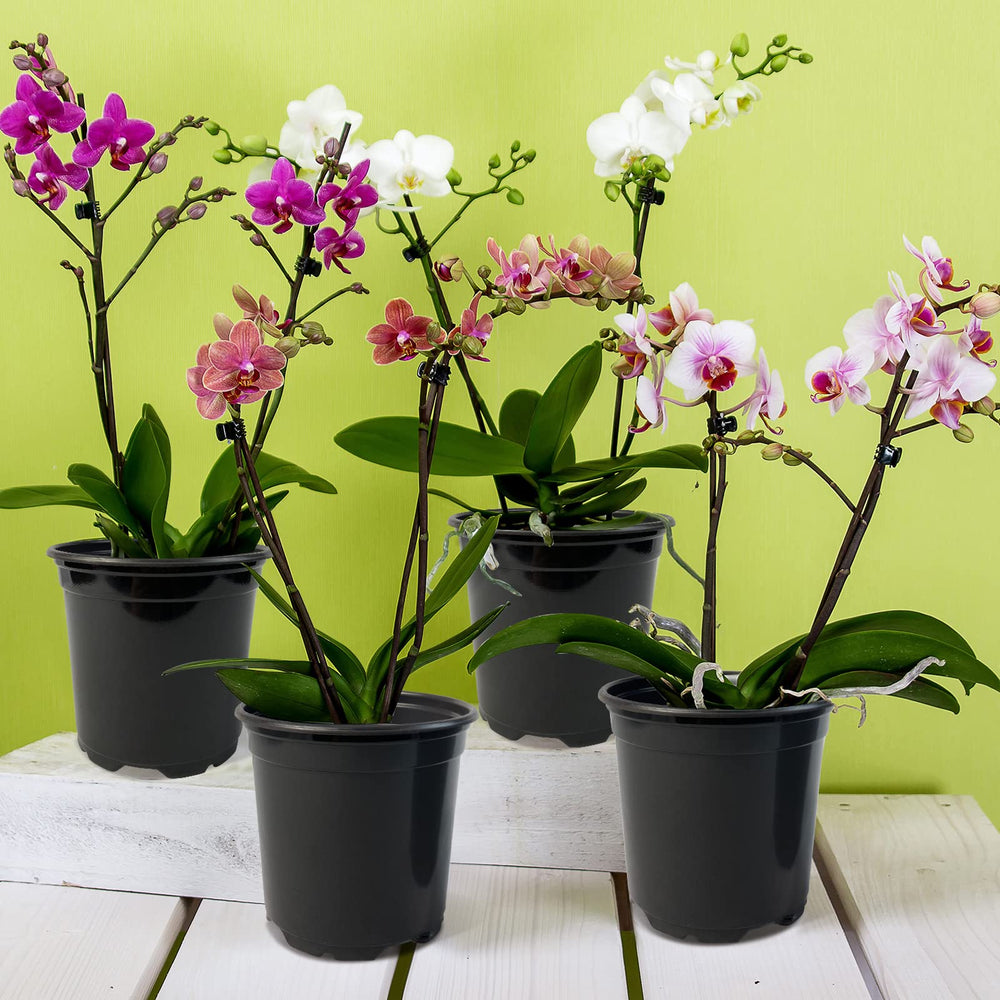RAOOKIF nursery pots with clear surface finish