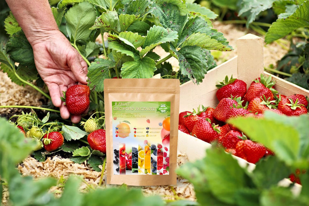 Raspberry seeds included in Ficoszo 1200+ Mixed Fruit Seeds