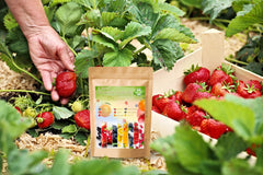 Raspberry seeds included in Ficoszo 1200+ Mixed Fruit Seeds