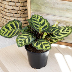 Rattlesnake Calathea plant with unique leaf patterns