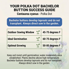 RDR Seeds Polka Dot Bachelor Buttons in a vibrant garden setting