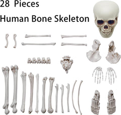 Realistic skeleton skull from Daricano Halloween decoration set
