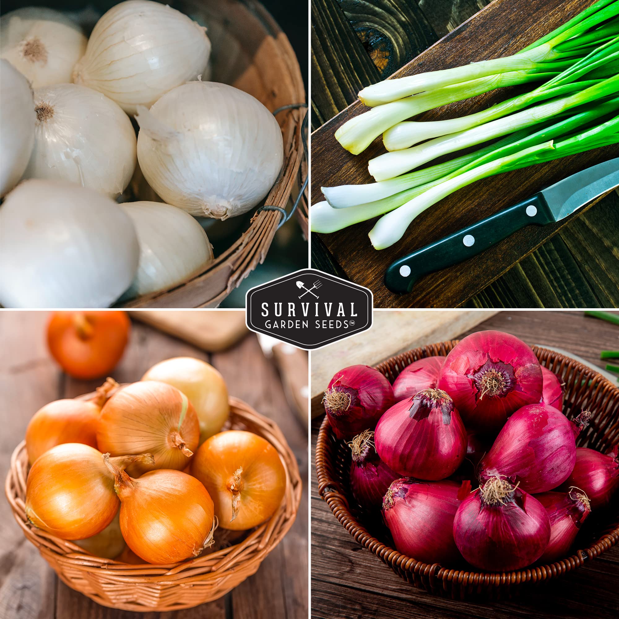 Red Burgundy onion seeds from SURVIVAL GARDEN SEEDS