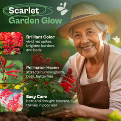 Red Sage flowers blooming in a garden