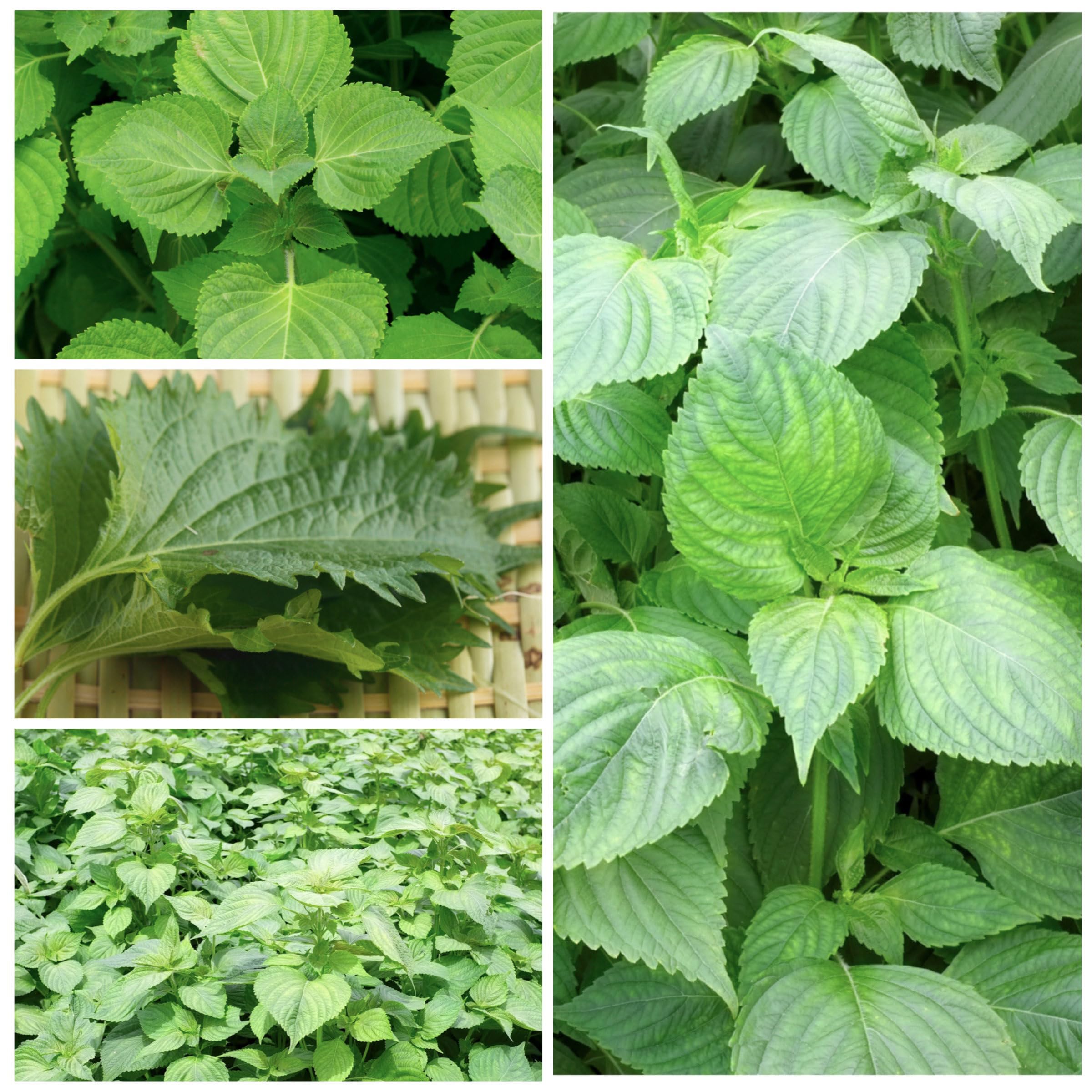 Red shiso leaves being used in pickling process