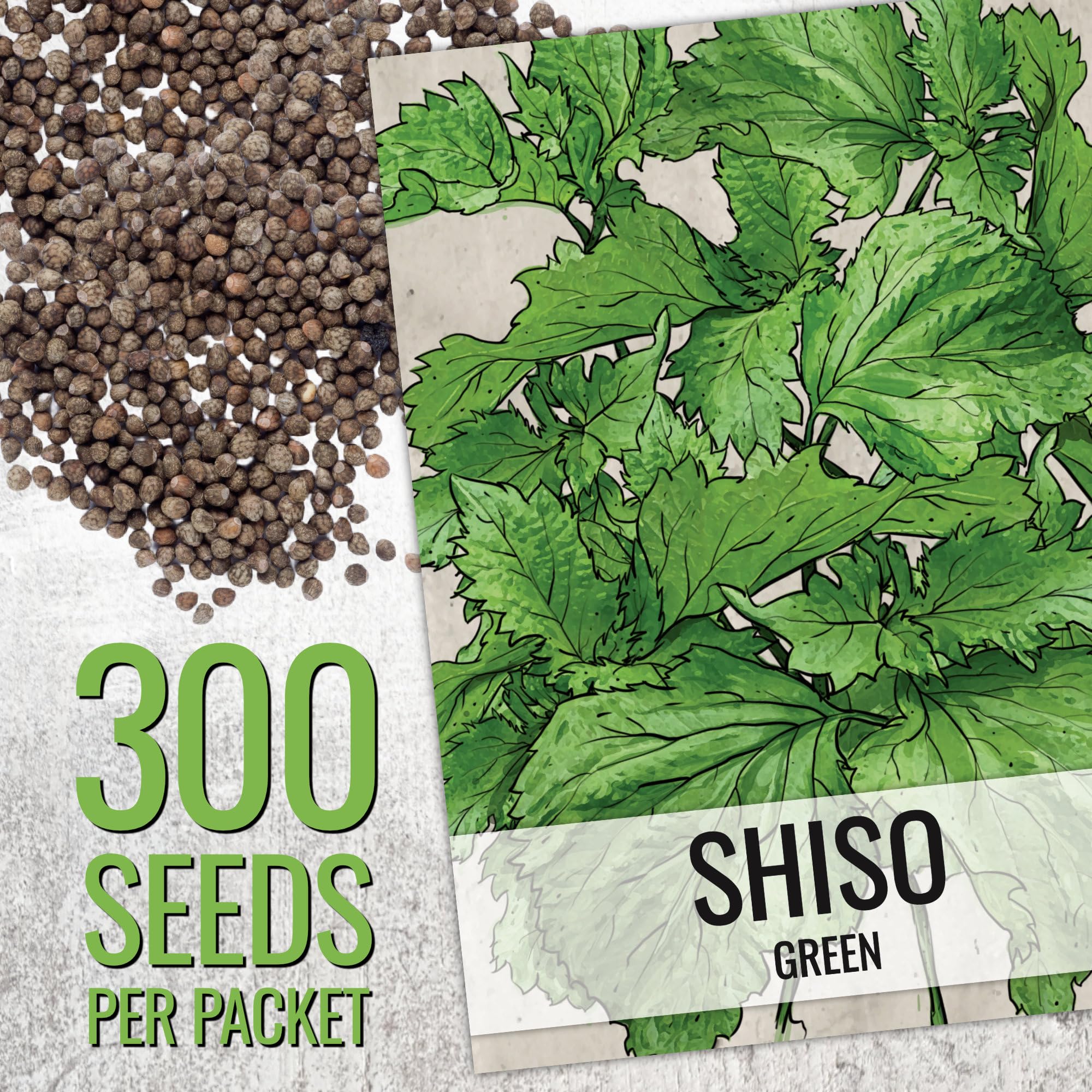 Red shiso seeds featuring deep burgundy leaves