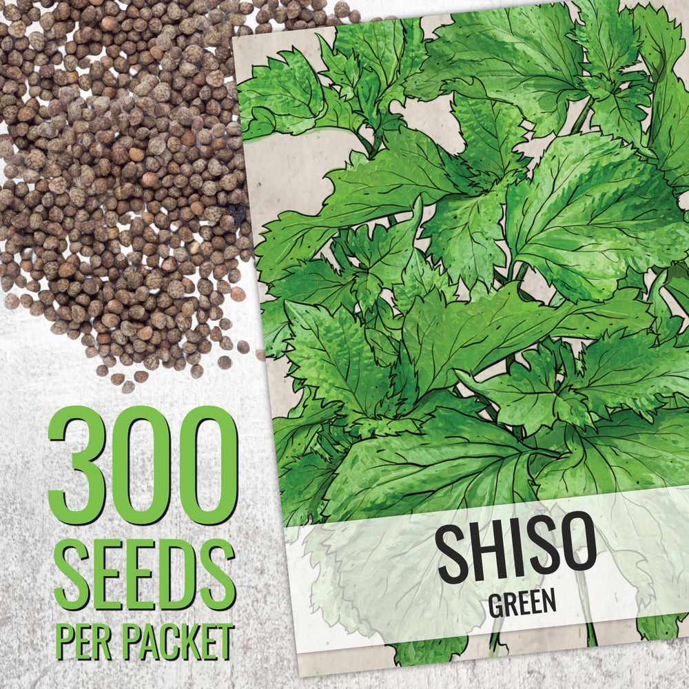 Red shiso seeds featuring deep burgundy leaves