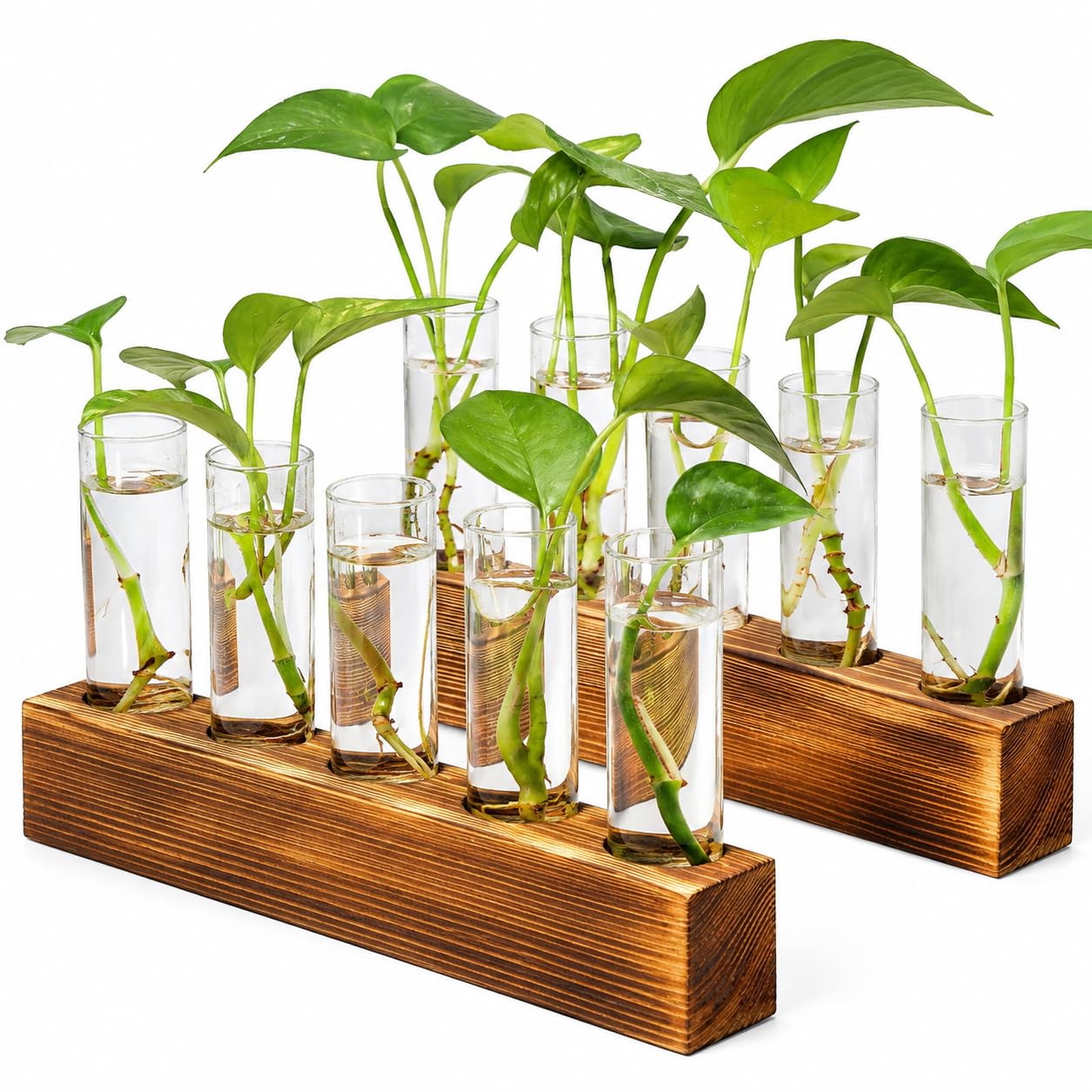 Renmxj Plant Propagation Station with 10 glass test tubes and wooden stand