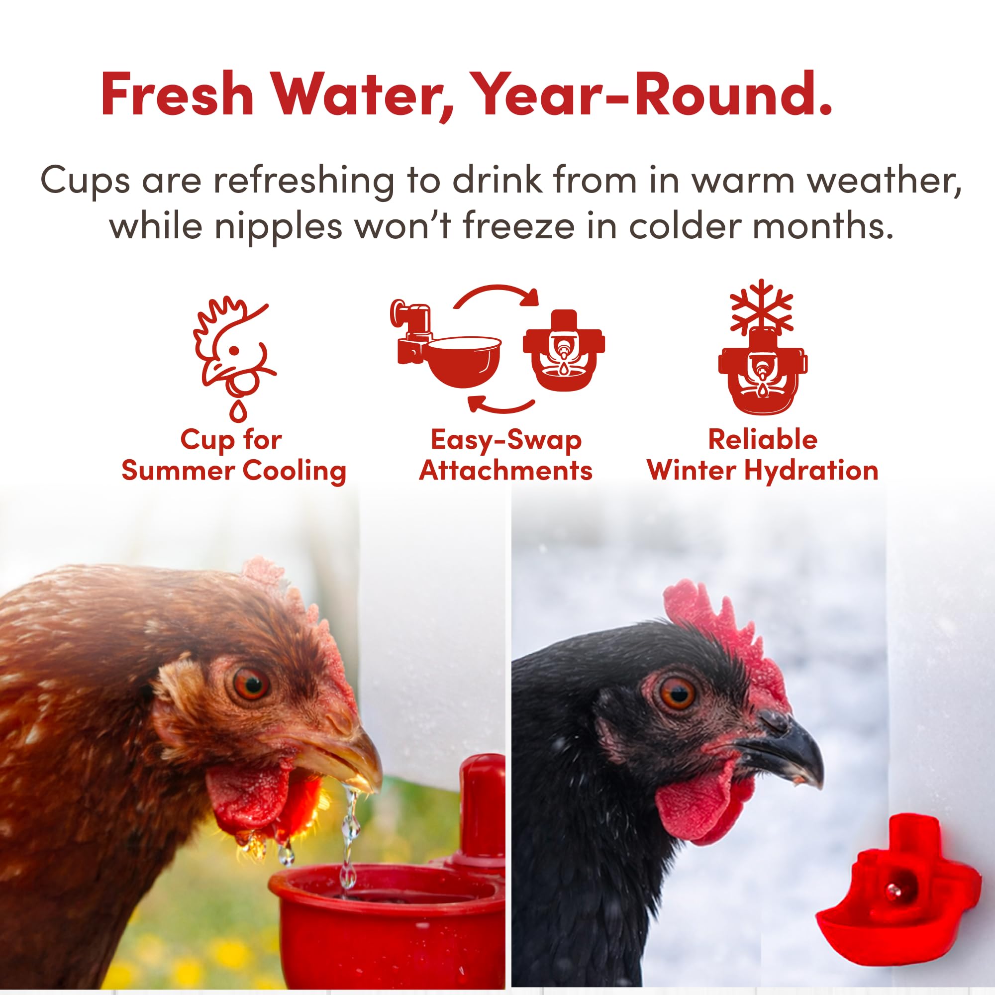 RentACoop Chicken Waterer mounted in a coop