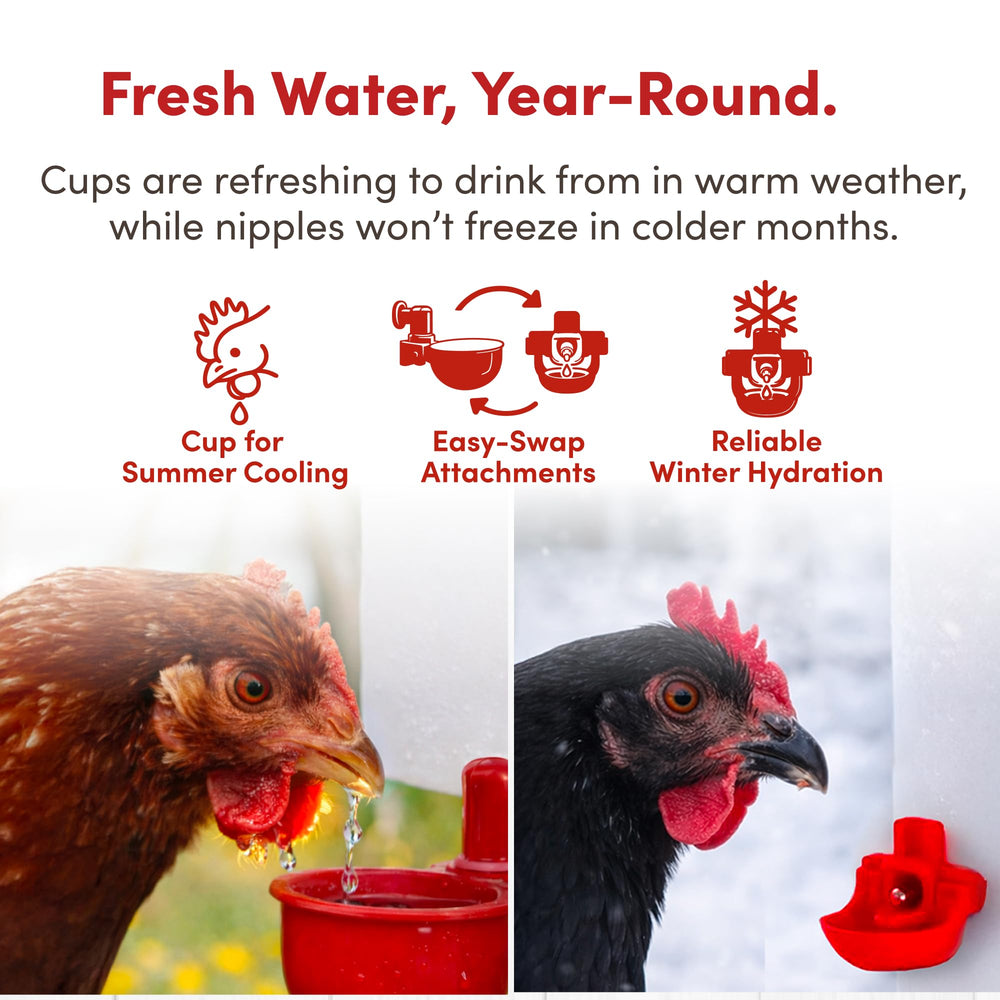 RentACoop Chicken Waterer mounted in a coop